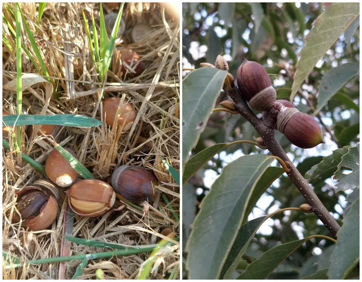 去年年底在青剛櫟樹下拍的青剛櫟