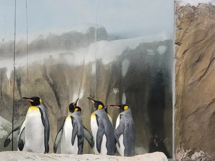 企鵝不管怎麼看,都很可愛!