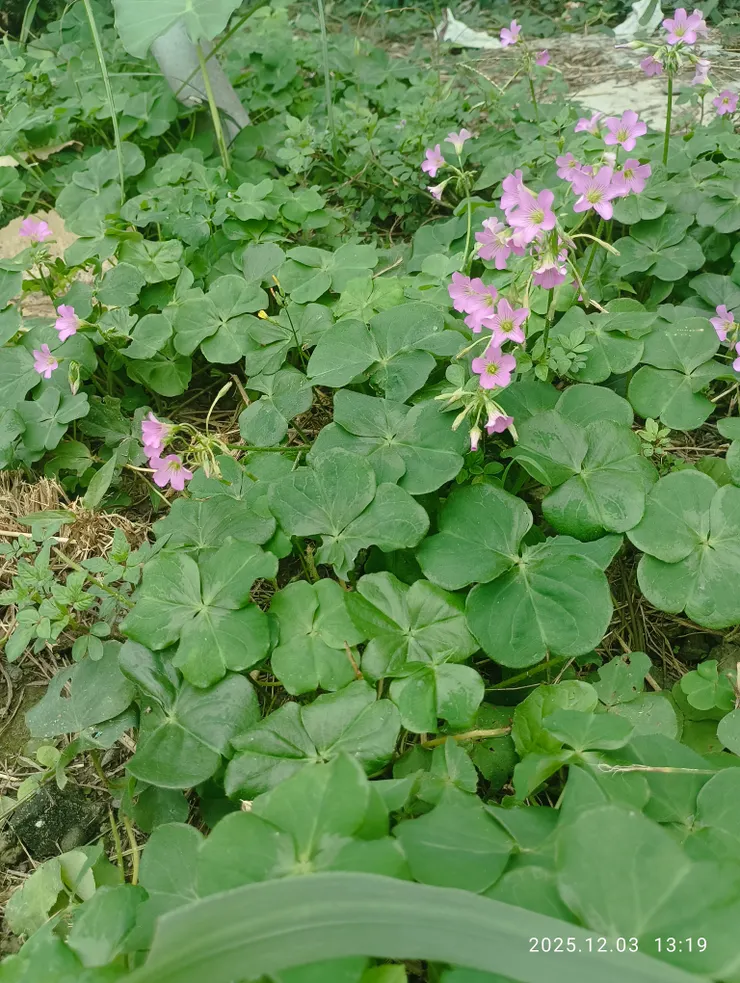 原野，三葉苜蓿花開冬季