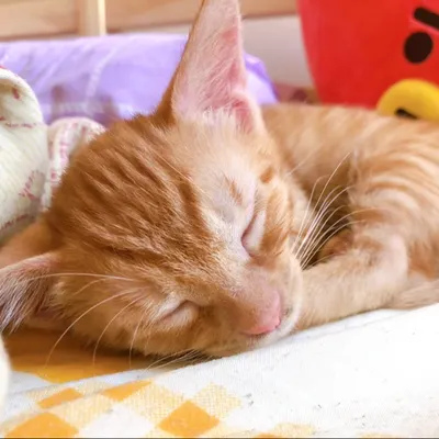 魔法喵屋＿麻瓜爸的沙龍