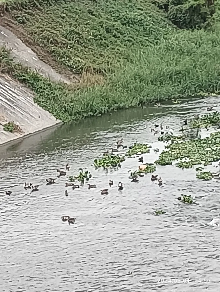 北雁歸溪樂聲悄