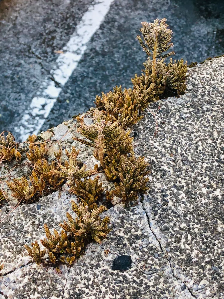 從柏油路的裂縫中長出來的堅韌小草
