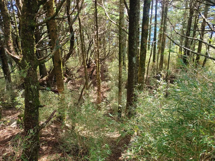 剛開始很好走很平,但只有一小段這樣