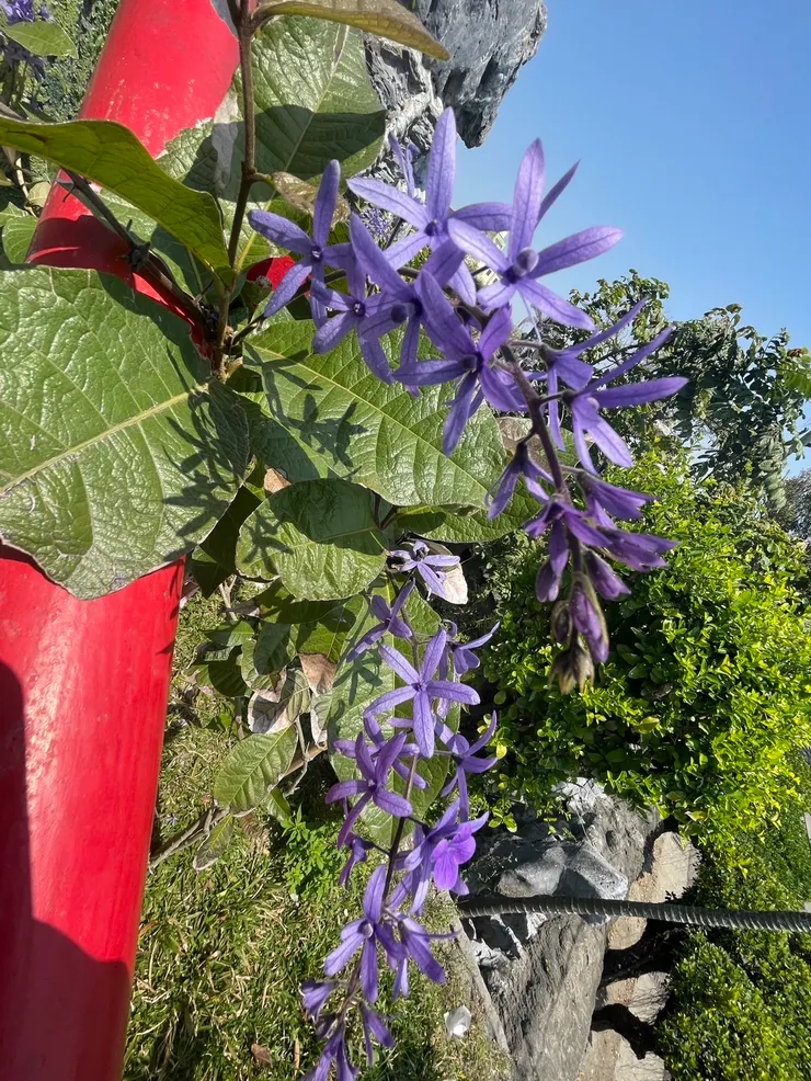 這張照片對焦好像是葉子🫢