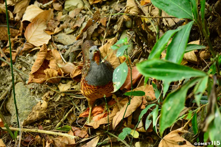 終於拍到竹雞！