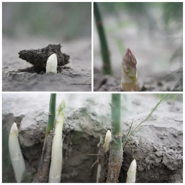 石刁柏(洋蘆筍)破土而出的情景