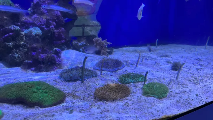 每次看花園鰻，都還是覺得很療癒。