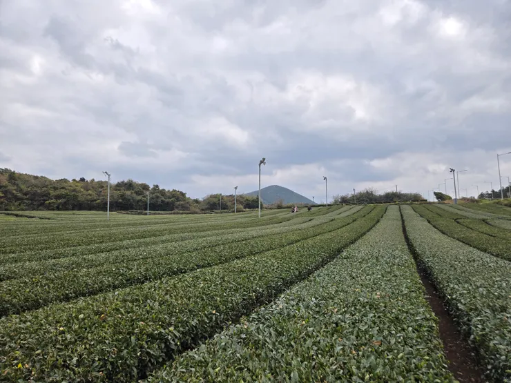 綠茶園