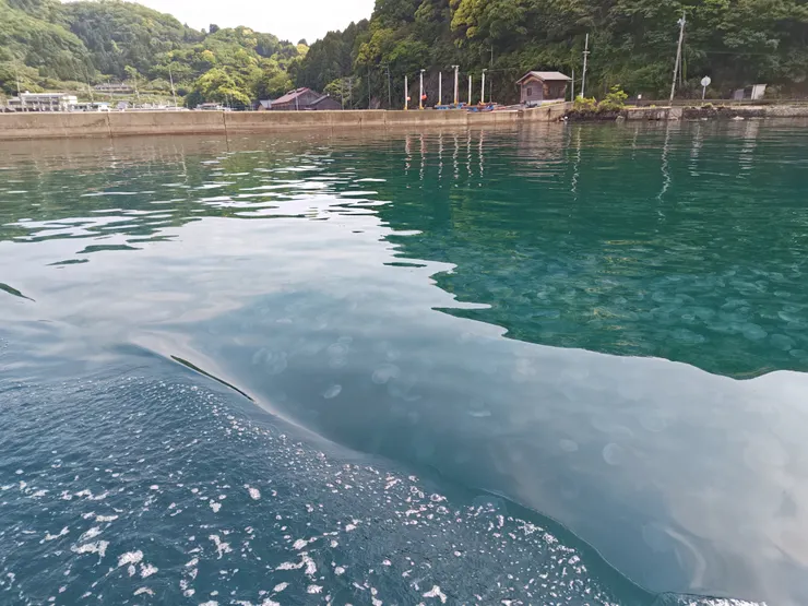 港灣水面的水母