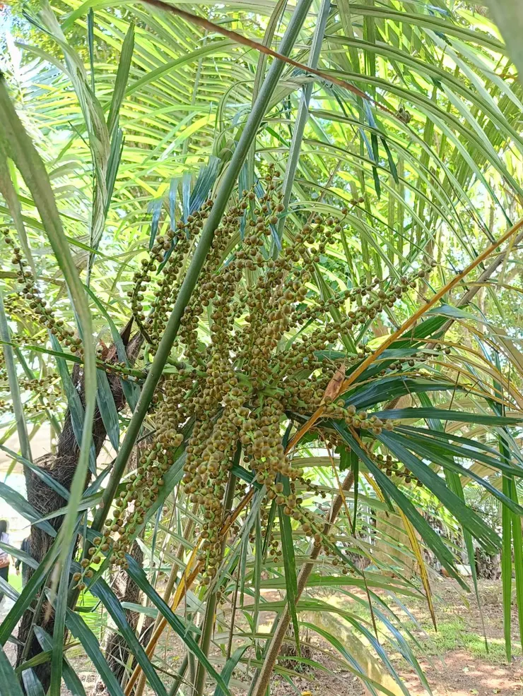 山棕花一串串，盛開會飄散花香