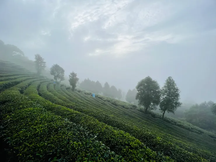 清晨的茶園景色