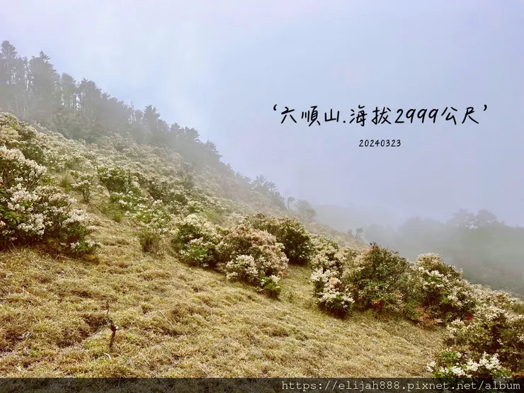 【丹大林道.六順山.七彩湖】六順山.海拔3009公尺/波波草