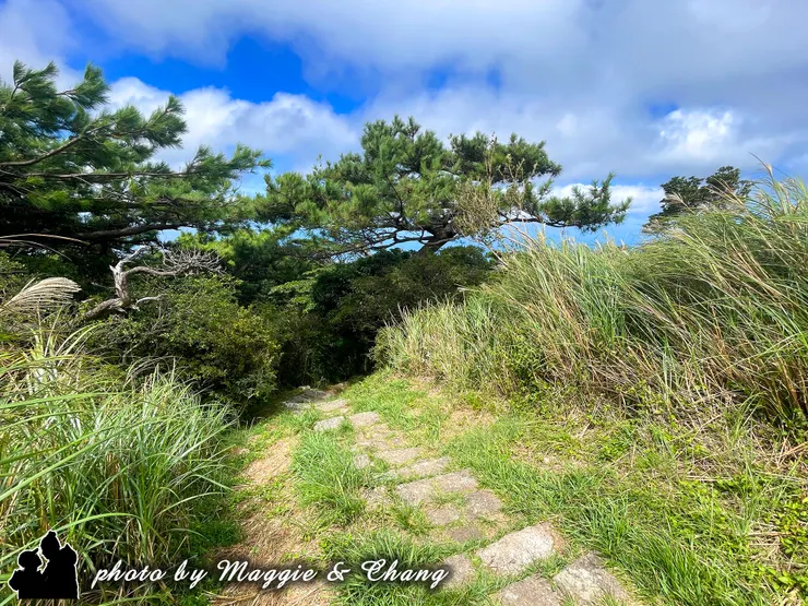 蜿蜒的石階被高高的芒草與松樹環抱,藍天白雲下,陽光灑在綠意盎然的小路上,給人一種「通往山中秘境」的感覺。畫面寧靜,彷彿能聽見風掠過草叢的聲音。