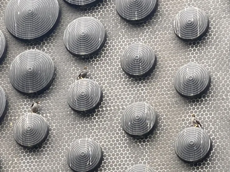 圖二：嘉義故宮南院，成為家八哥與白尾八哥的巢