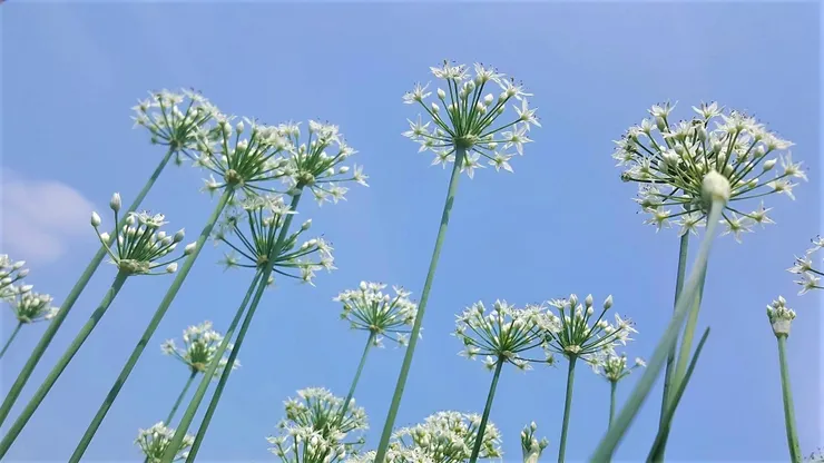 韭菜花，跟我們平常吃的韭薹(韭菜嫩莖與花苞)不同
