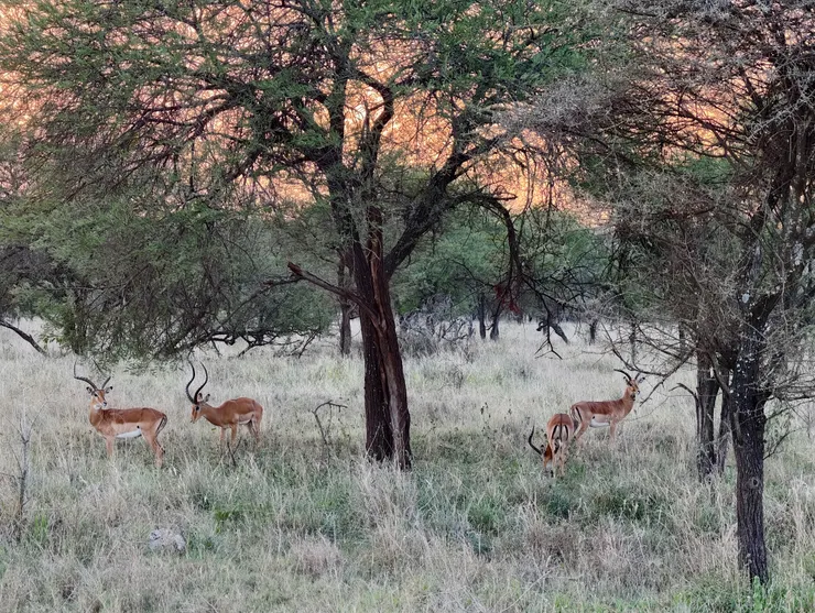單身的公羚一起生活