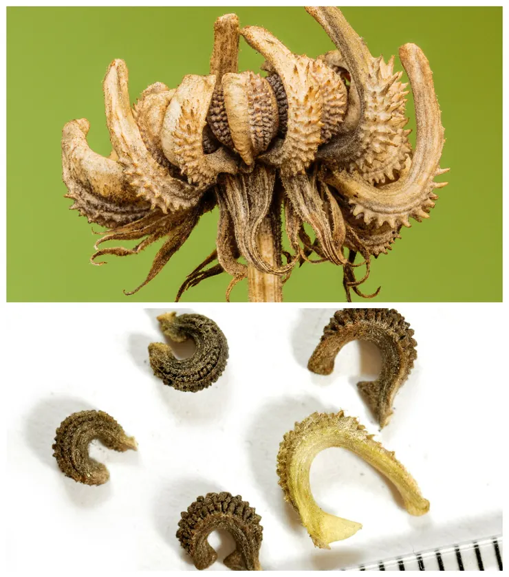 金盞花的果實與種子。金盞花種子長得很像弓起身體的尺蠖,宋人的觀察一度以為是金盞花的果實會變成蟲,還將種子掉落,比喻為蟲子滑落地上。