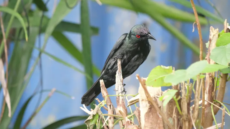 亞洲輝椋鳥，身體透出繡綠色