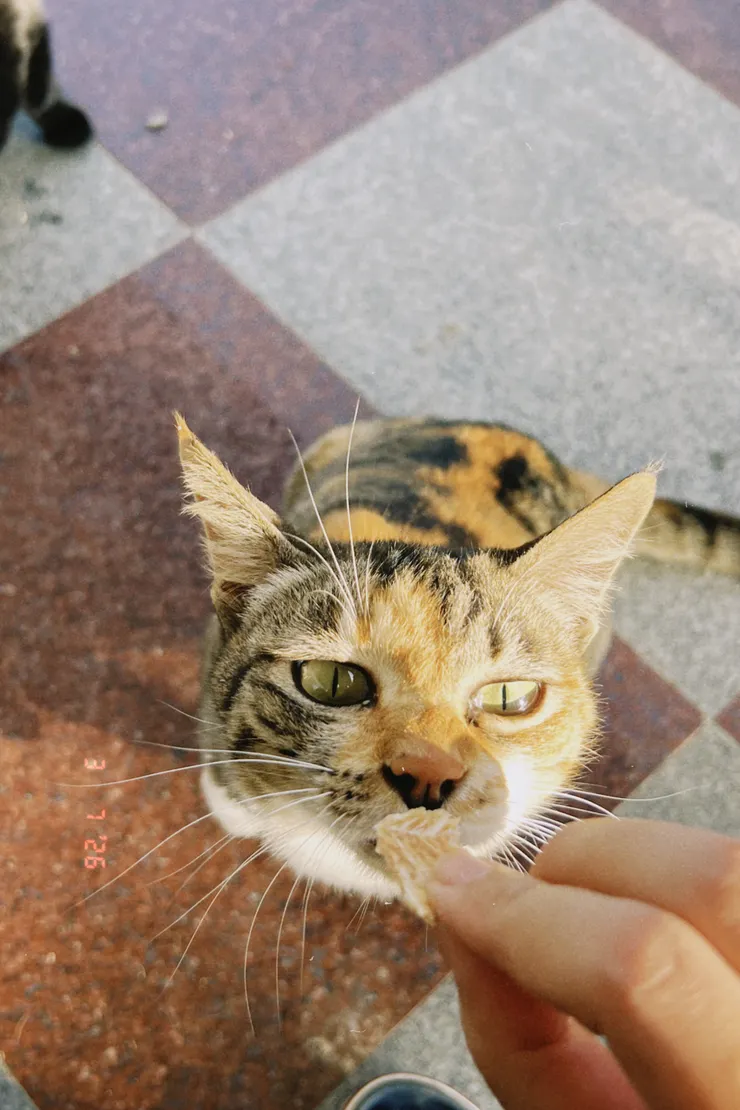 花貓親人，我也抱得到