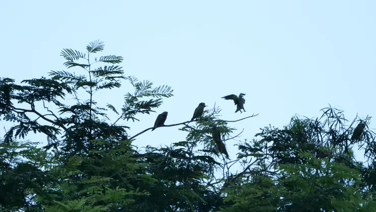 叫聲嘈雜也是牠們的特色