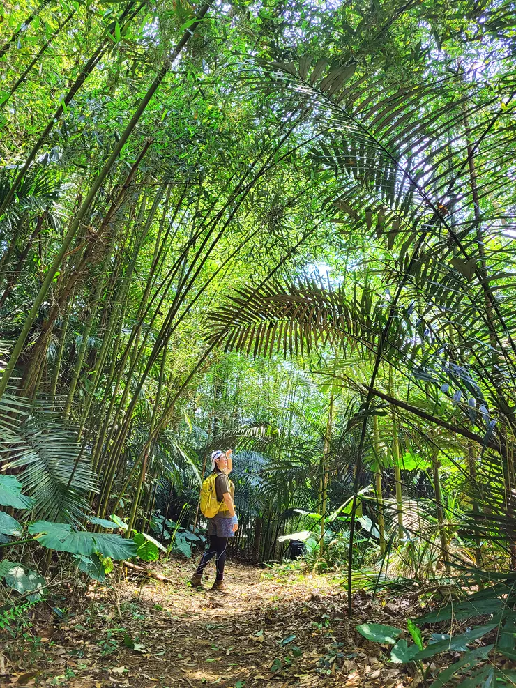 ▲清幽恬適的山林小徑，陽光灑落林間，景色迷人。