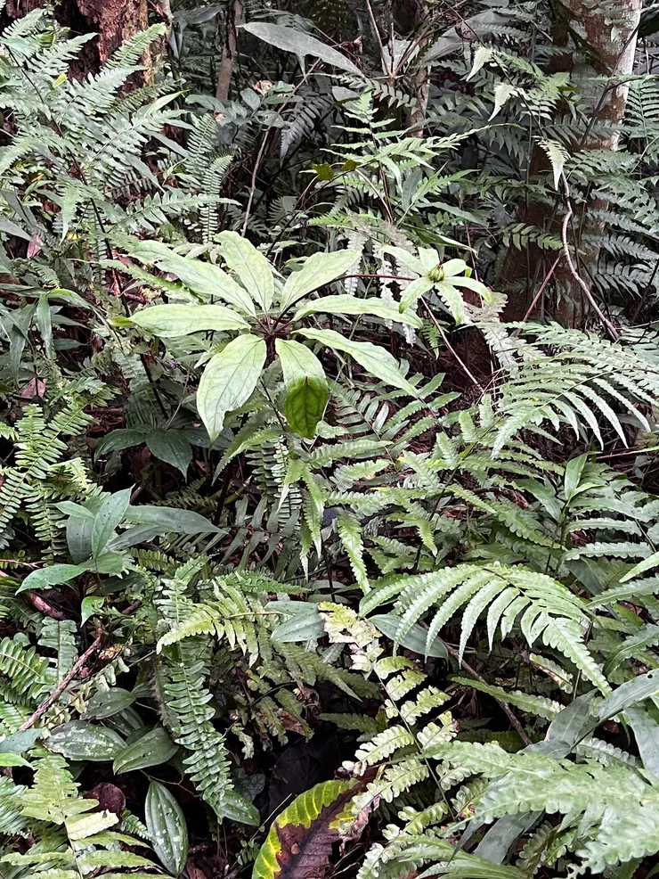 蕨類茂盛