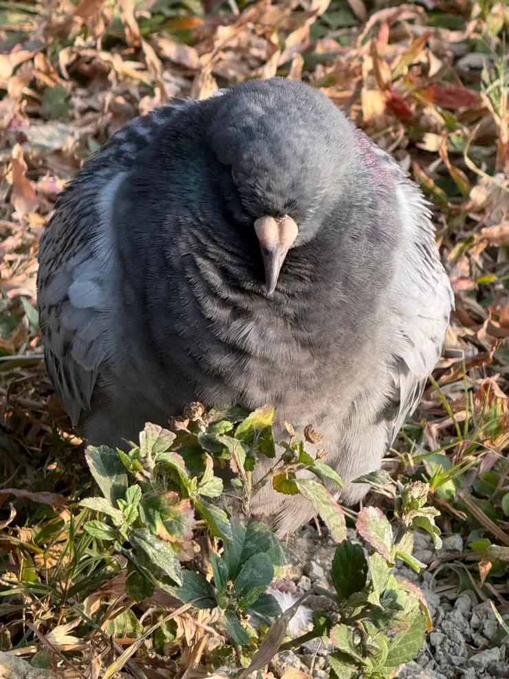 2026/01/18 受傷的鴿子
