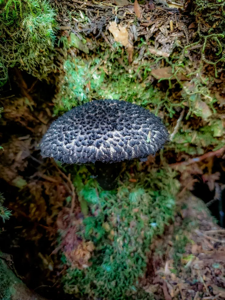 是華麗的黑香菇