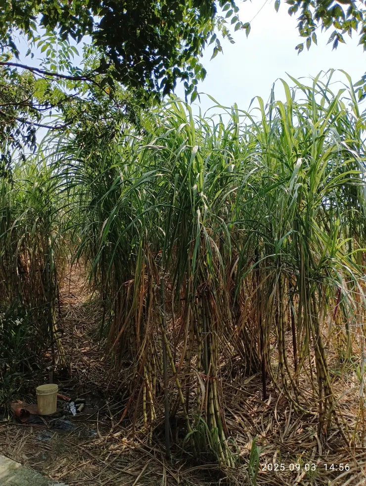 白甘蔗，台糖前種植，今農家種植供應給飲品店