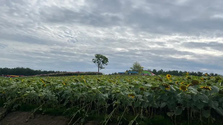 大自然的力量真的滿神秘。