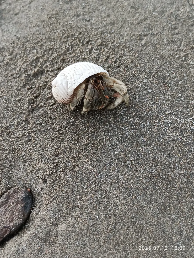 與寄居蟹海邊游