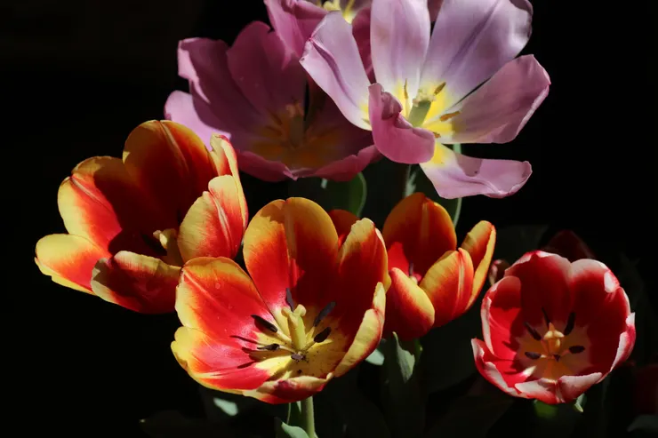 原生於中國天山的鬱金香，一開始只是不起眼的野花，但因花色相當容易變異，於是被園藝家育出了各式形形色色的鬱金香，而轟動西方世界。