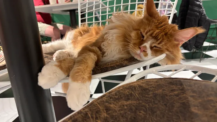 喵喵有約｜獅子王