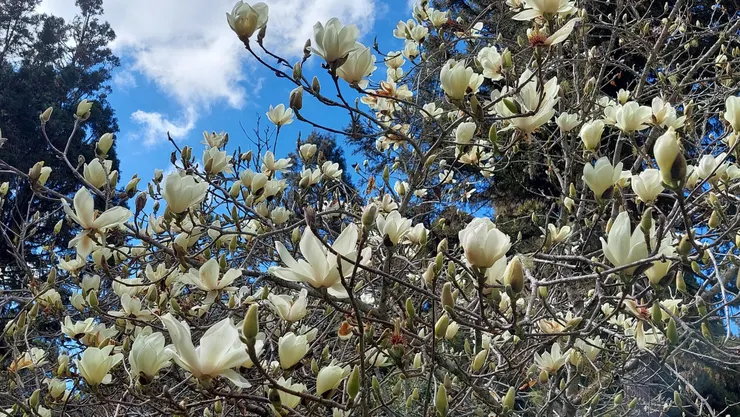 白色木蘭花，古名玉蘭(不是我們現在熟悉的玉蘭花)，因為盛放的時候，一樹都是潔白的花朵，香氣如蘭，完全沒有葉子，宛如玉樹臨風，所以被命名為「玉蘭」！(攝自阿里山木蘭園)