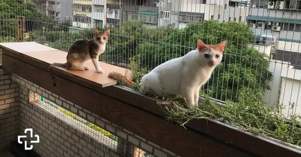 高高順隱形鐵窗方格子區