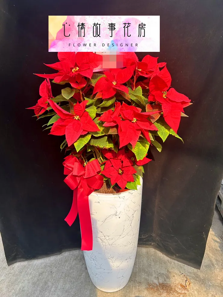 台南最推薦花店|心情故事花房陪您迎接蛇年,蘭花盆栽添喜氣,公家機關、銀行、醫院一致首選!