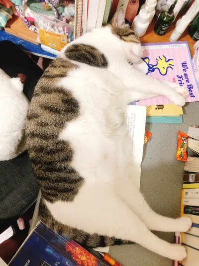 家玲的書桌領地：書枯燥，但陪伴不無趣