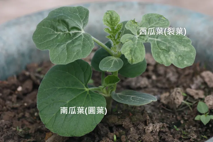 西瓜嫁接在南瓜上。裂葉為西瓜,圓葉為南瓜,下方不甘作嫁的南瓜長出新芽,若不及時去除,就會取代西瓜而長出南瓜。