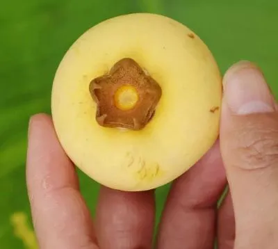 黃果柿（Diospyros decandra）