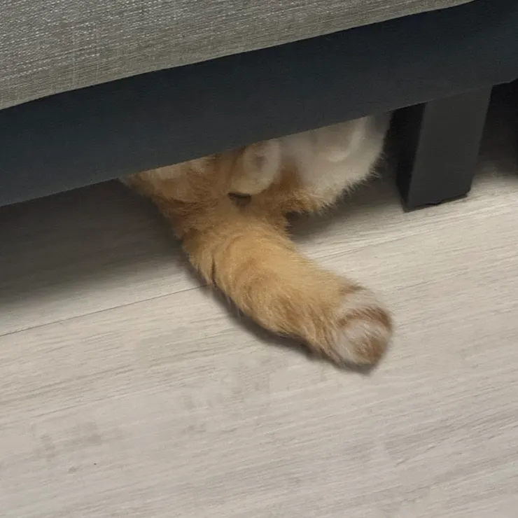 貓師傅正在維修沙發底部