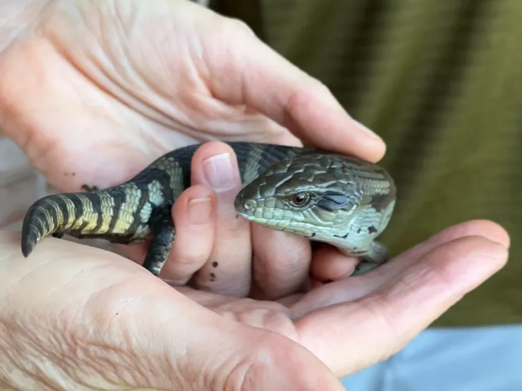 Eastern Blue-tongued Skink