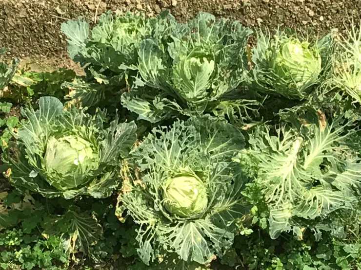 這些被蟲咬的高麗菜,給你教育孩子什麼樣的想像呢?