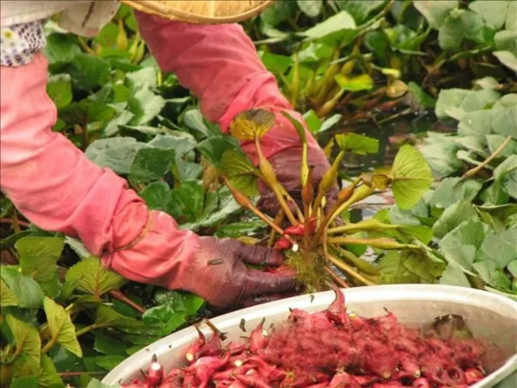 採菱角時,要把碩大的菱盤翻過來,才會看見菱盤上挂滿大大小小的菱角。