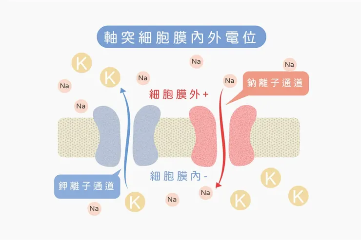 鈉離子與鉀離子是人體體液中最重要的離子之一(圖片引自https://artificer.co/nerve/)