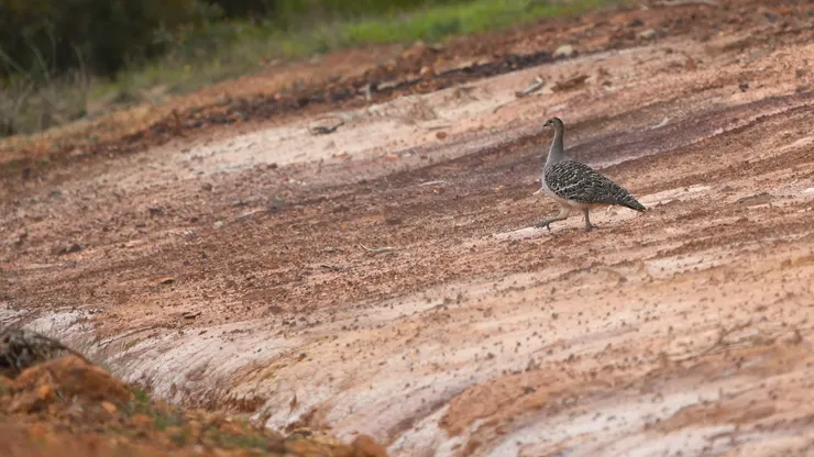 路邊的 Malleefowl
