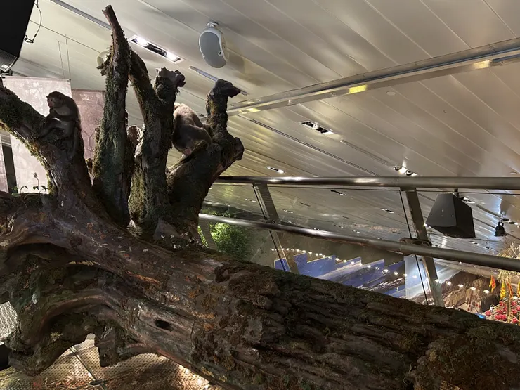 宜蘭高山植物與動物