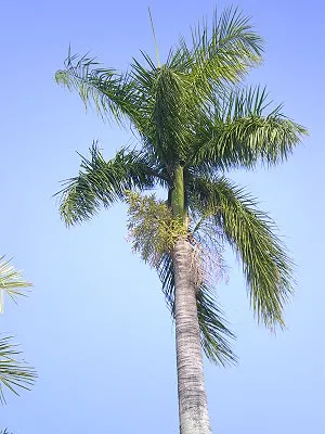 src