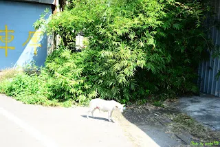 過了綠鐵皮之後又露出來(員林へ)&nbsp;