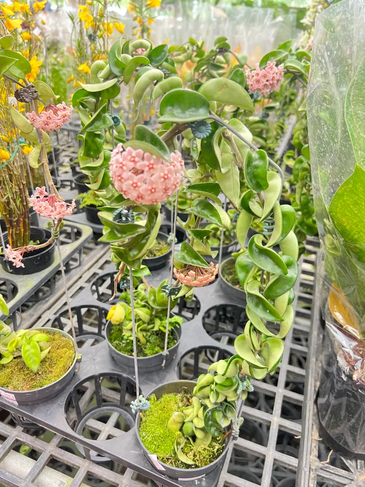 特別像花圈的植栽