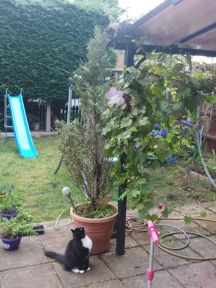 這隻黑白色的是我的敵人，她很可惡，搶我地盤，所以她一来，不論我在何方，我一定會來看看，形成這個局面。